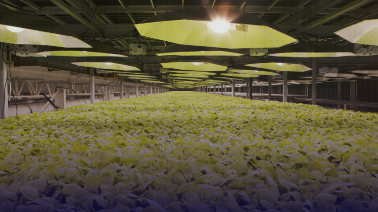 British American Tobacco claims “breakthrough” in tobacco-based coronavirus vaccine