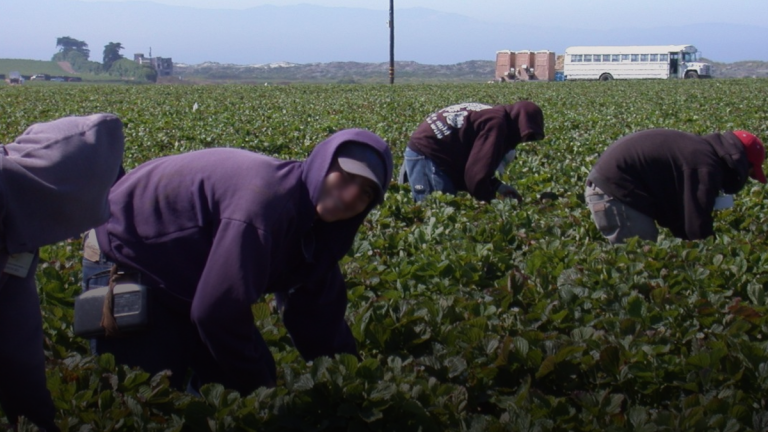 Mexico pauses temporary foreign workers program