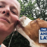 website-alshow-sept28