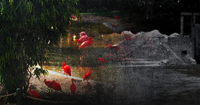 Ep. 3 | Green Hypocrisy | Conservation vs. Corruption