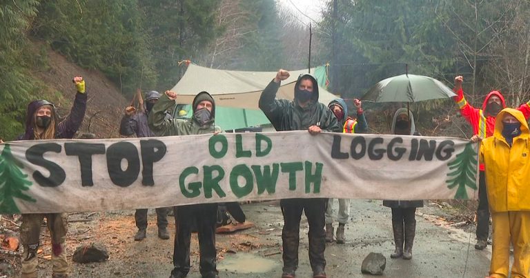 Eco-protesters cut down 18 trees to prevent logging of Fairy Creek watershed