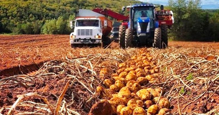 P.E.I. potato farmers will face serious consequences from U.S. border closure decision
