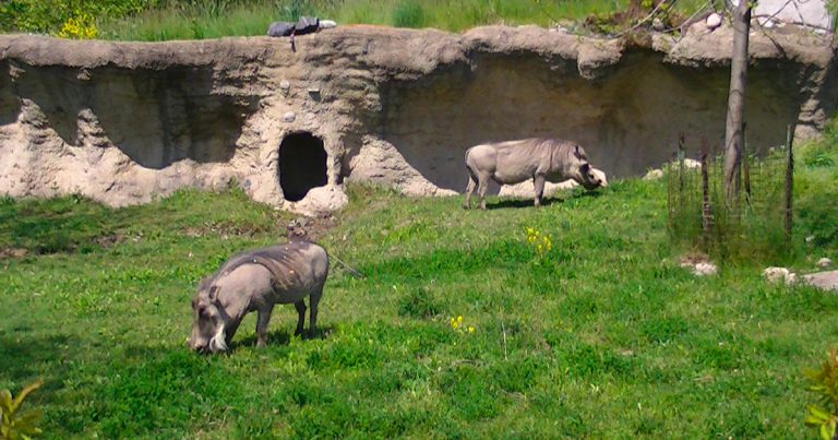 Toronto Zoo to keep checking vax passports to protect animals