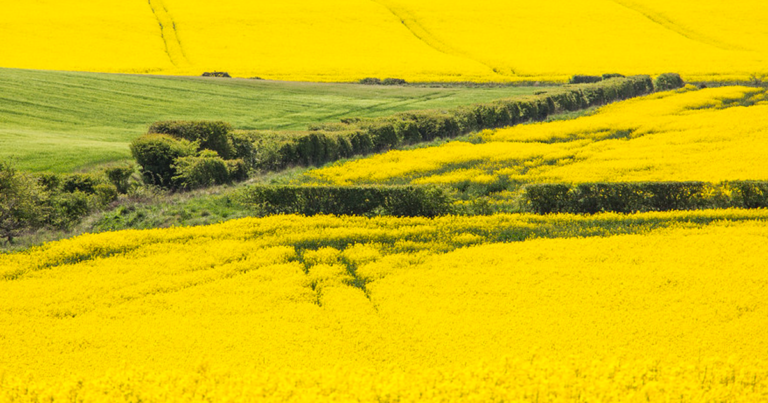 Crop inventory to reach “record low level” by end of year: Agriculture Canada
