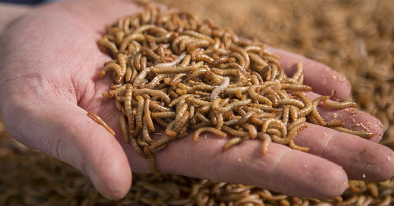 Trudeau gov sending ‘insect protein’ food firms to UK climate change summit