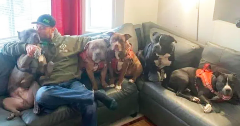 KAY: Combatting the pit bull advocacy machine