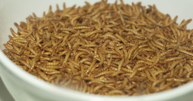 Toronto launches “urban insect farm” climate mentorship