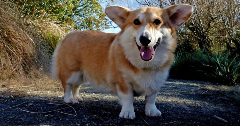 CAMPUS WATCH: University of Guelph says to use “they/them” pronouns for animals