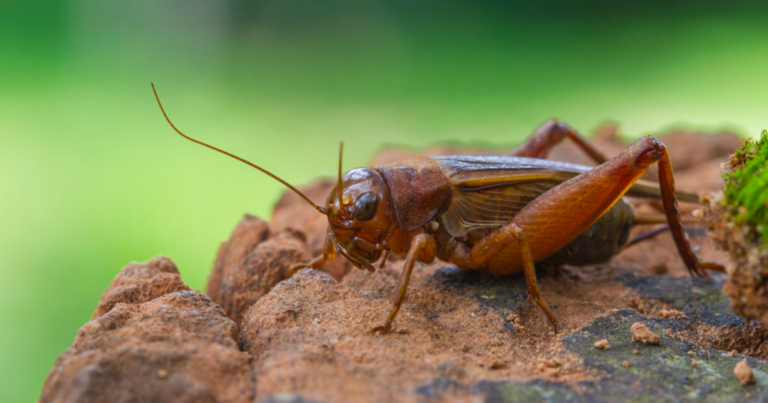 edible crickets farming