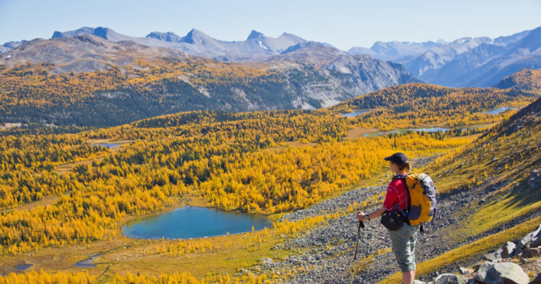 Fatal bear attack spurs conversation on guns for self-defence in national parks