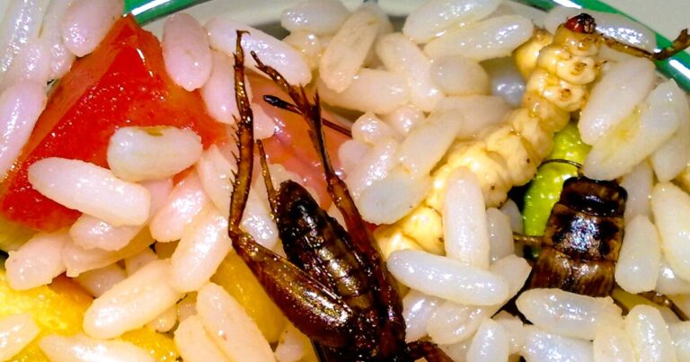 Journalists flock to UBC’s “Bug Bake Off” to eat edible insect treats