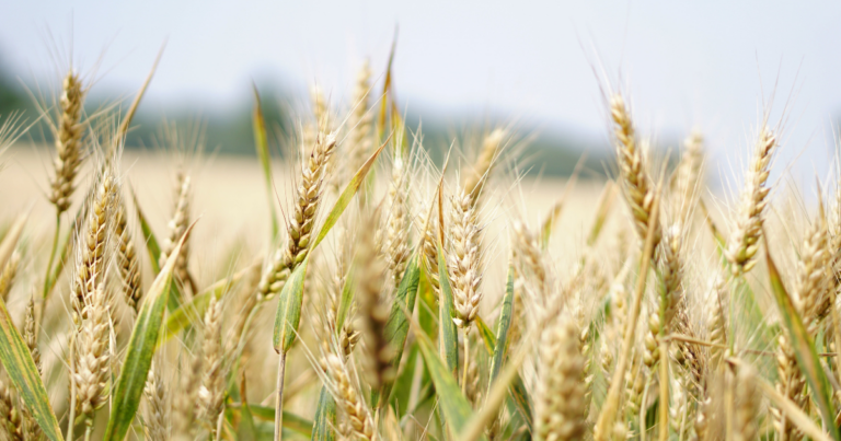 Liberal fertilizer plan could cost Western farmers $841 million: Sask. rural group