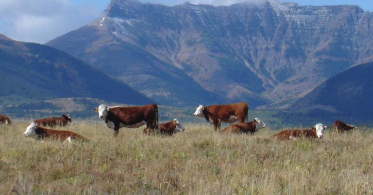 “Ridiculous” federal incentive to reduce cow burps will likely cause beef prices to rise