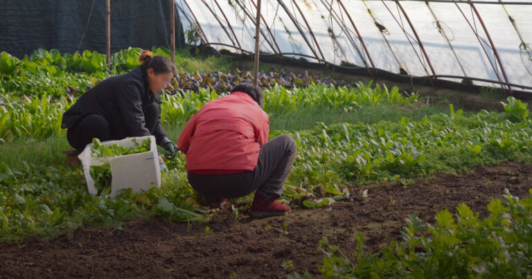 Government’s migrant farm worker program is “racist,” $500-million lawsuit alleges
