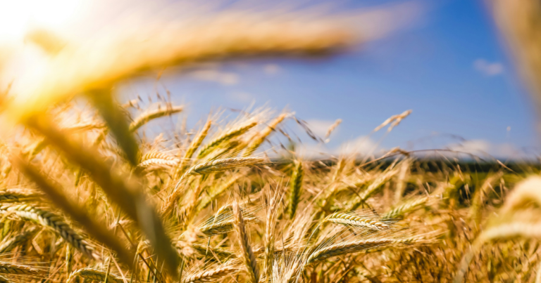 Canadian crops produce least amount of emissions globally, researchers find