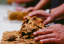 Illicit tobacco trade discussed at Ontario’s latest budget committee