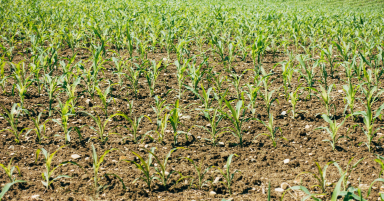 Canada “founding member” of org to reduce fertilizer emissions globally