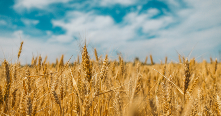 Rural municipalities warn fertilizer emission reductions could stoke food insecurity