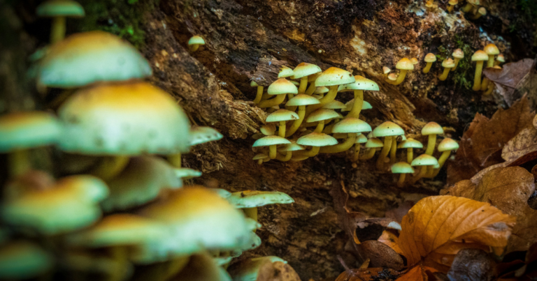Vancouver wants to regulate magic mushroom retailers