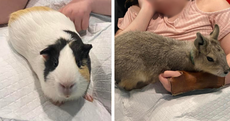 London, Ont. police say no evidence Pride gerbil deaths linked to anti-LGBT poisoning