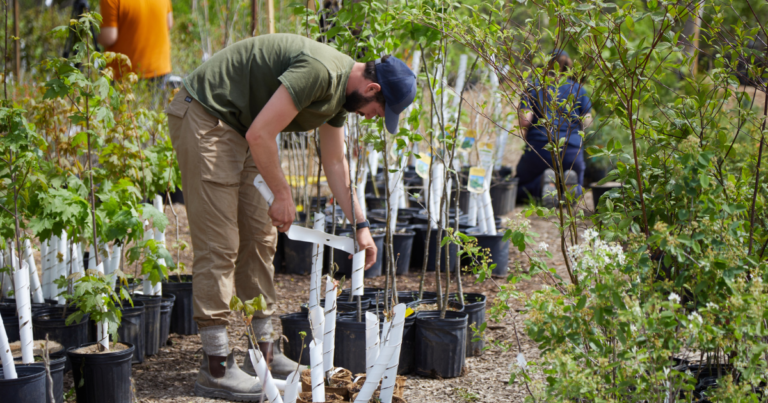 Liberals claim 553M trees in the works but won’t reveal how many have been planted