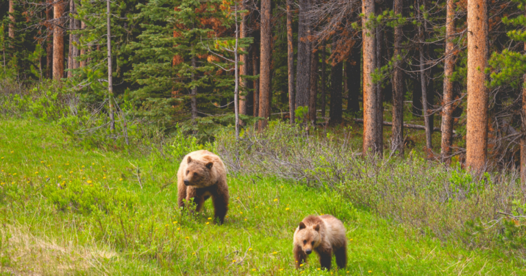 Edmonton bans sale of bear spray to minors due to excess use as a weapon