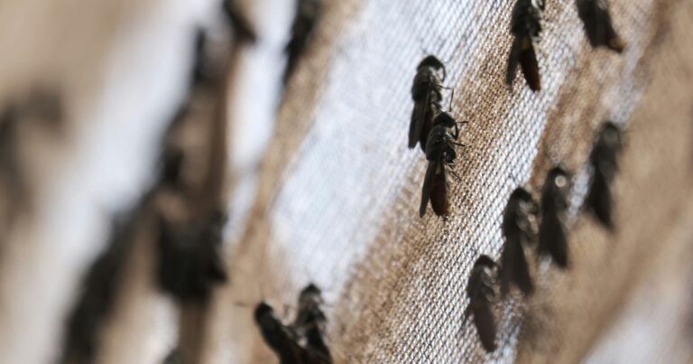 Insect farm opening in Saskatoon this month