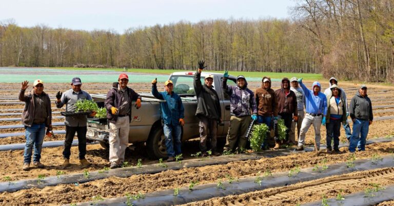 Nearly 400 temporary migrant farm workers unionize in B.C. 