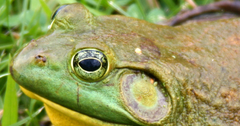 Parks Canada spent four years and $10,000 to cull one frog