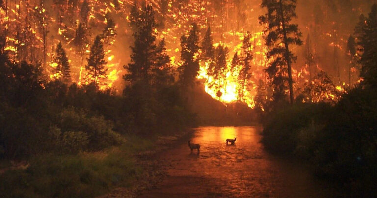 Ratio’d | Shocking new Jasper wildfire revelations put blame on Parks Canada