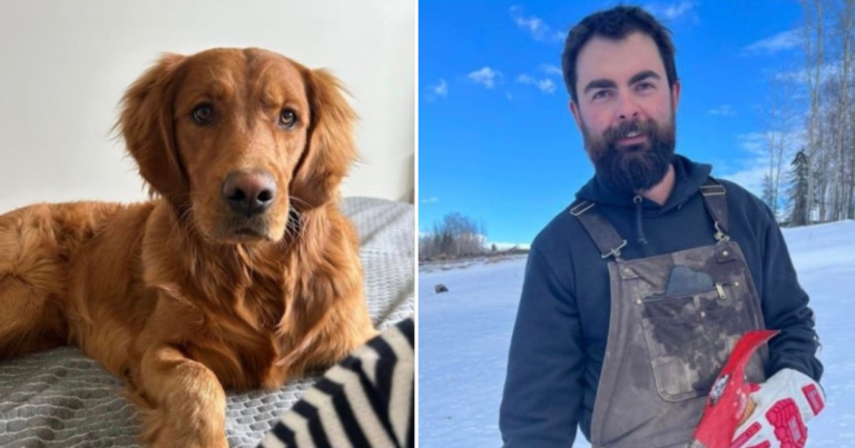 Lost B.C. dog believed to be found, owner’s whereabouts still unknown