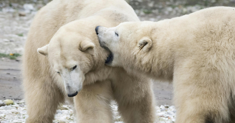 Ontario man lunges onto polar bear to defend wife against attack 